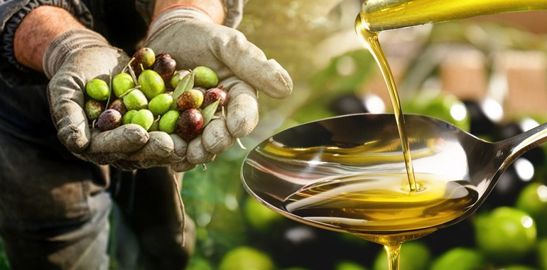 Zeytinyağı Nasıl Yapılır? İyi Zeytinyağı Nasıl Anlaşılır?